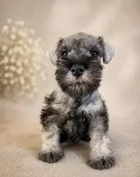  AKC Boomer, a male Miniature Schnauzer for sale in Exeter, MO – Photo 5 of 10