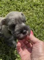  AKC Boomer, a male Miniature Schnauzer for sale in Exeter, MO – Photo 10 of 10