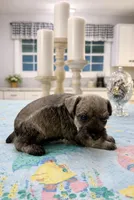 Boomer, a male Miniature Schnauzer for sale in Exeter, MO – Photo 4 of 5