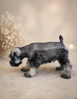  AKC Boomer, a male Miniature Schnauzer for sale in Exeter, MO – Photo 2 of 10