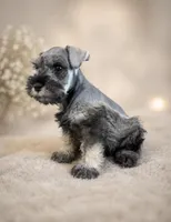  AKC Boomer, a male Miniature Schnauzer for sale in Exeter, MO – Photo 1 of 10