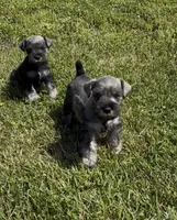  AKC Boomer, a male Miniature Schnauzer for sale in Exeter, MO – Photo 4 of 10