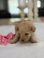Kandys girl # 4671, a female Poodle - Miniature  for sale in Exeter, MO – 2 of 9