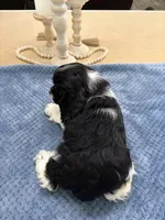 AKC. #4840 Boy, a male Cocker Spaniel for sale in Exeter, MO – 9 of 10