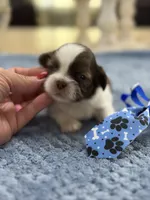Lola’s boy #1.  4679 🧢, a male Shih Tzu for sale in Exeter, MO – 3 of 8