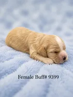 AKC Piper Buff #9399, a female Cocker Spaniel for sale in Exeter, MO – 1 of 10