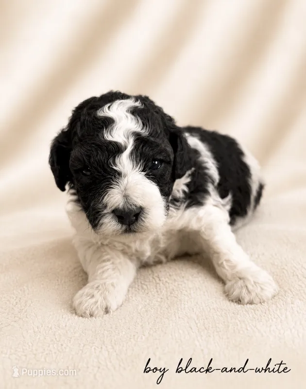 Black white male #1 – Poodle - Miniature  puppy for sale in Exeter, MO