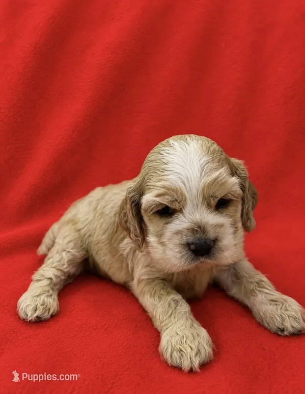 AKC Paul # 9400 Red Roan – Cocker Spaniel puppy for sale in Exeter, MO