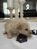 Kandys cream boy # 4672, a male Poodle - Miniature  for sale in Exeter, MO – 3 of 8
