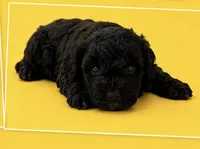 Silvys boy , a male Poodle - Miniature  for sale in Exeter, MO – 7 of 10