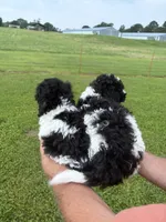 Black white male #1, a male Poodle - Miniature  for sale in Exeter, MO – 6 of 9