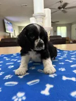 AKC parti Boy ❗️❗️# 4844❗️, a male Cocker Spaniel for sale in Exeter, MO – 2 of 10