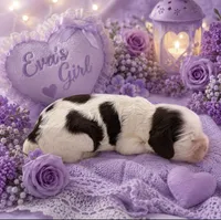 AKC Eva’s Girl #1, a female Cocker Spaniel for sale in Exeter, MO – 1 of 6