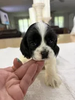 AKC Angles # 4780, a female Cocker Spaniel for sale in Exeter, MO – 2 of 7