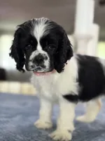 AKC #4841 Female, a female Cocker Spaniel for sale in Exeter, MO – 7 of 10