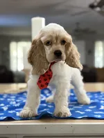 ‼️Toby. ‼️‼️Discount , a male Cocker Spaniel for sale in Exeter, MO – 6 of 10