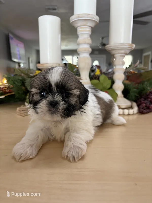 Champ – Shih Tzu puppy for sale in Exeter, MO