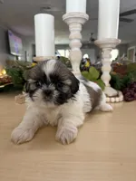 Champ, a male Shih Tzu for sale in Exeter, MO – 1 of 9