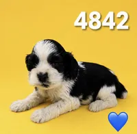 AKC PARTI #4842, a male Cocker Spaniel for sale in Exeter, MO – 3 of 3