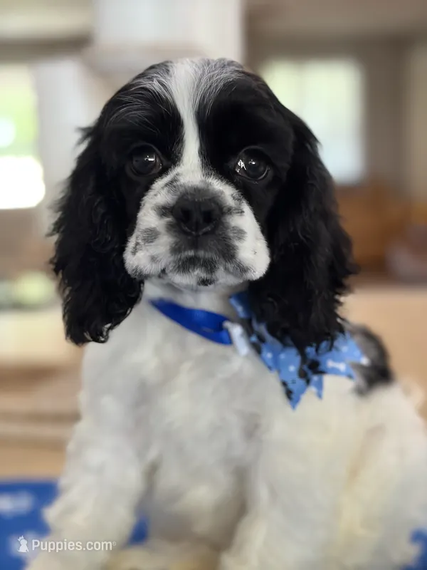 AKC PARTI # 4785 – Cocker Spaniel puppy on hold in Exeter, MO