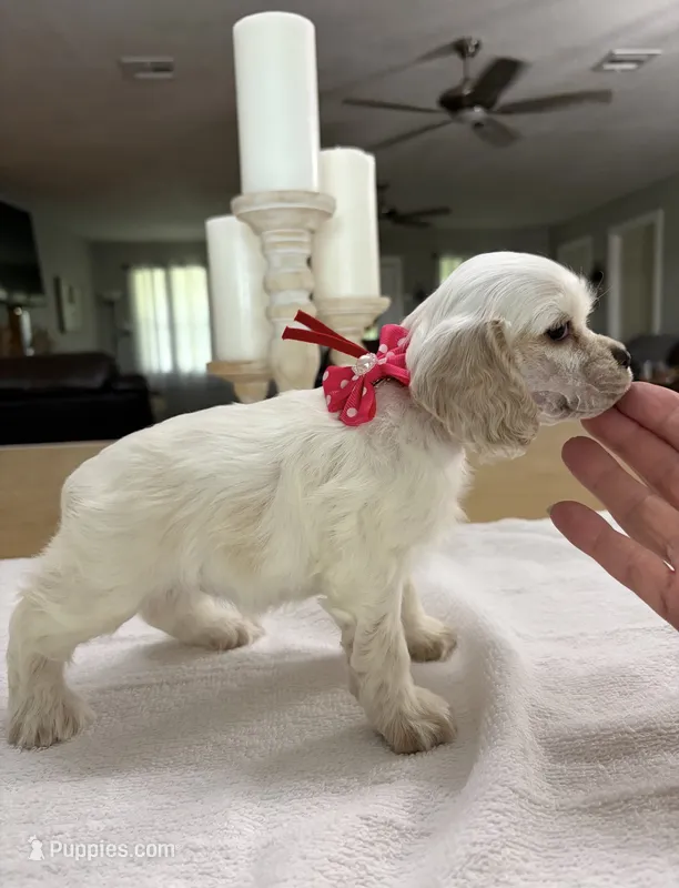 AKC Paisley #9406 Red Roan  – Cocker Spaniel puppy for sale in Exeter, MO