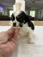 AKC Angles # 4787, a male Cocker Spaniel for sale in Exeter, MO – 6 of 8