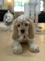 Toby, a male Cocker Spaniel for sale in Exeter, MO – 2 of 10