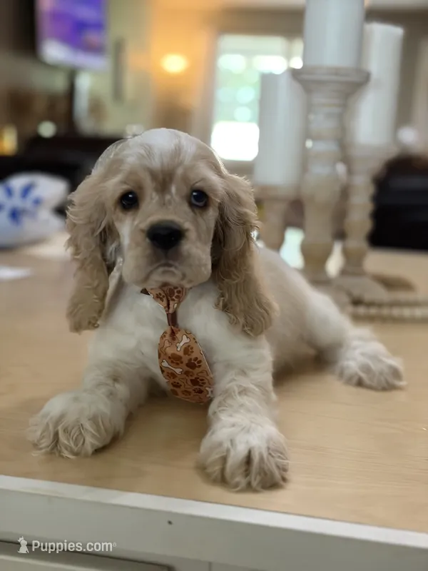 Toby – Cocker Spaniel puppy for sale in Exeter, MO