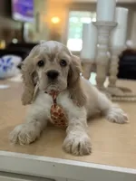 Toby, a male Cocker Spaniel for sale in Exeter, MO – 1 of 10