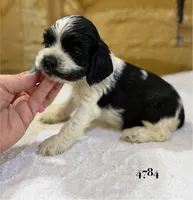 AKC PARTI # 4784, a female Cocker Spaniel for sale in Exeter, MO – 3 of 5
