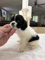 AKC Angles # 4782, a female Cocker Spaniel for sale in Exeter, MO – 1 of 8