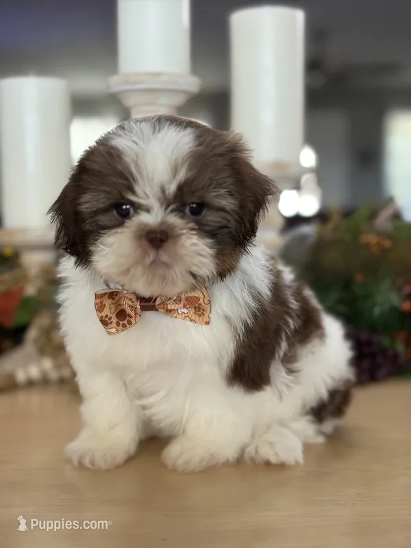 Lola’s boy #2.  4675 ⭐️⭐️⭐️ – Shih Tzu puppy for sale in Exeter, MO