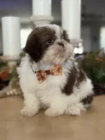 Lola’s boy #2.  4675 ⭐️⭐️⭐️, a male Shih Tzu for sale in Exeter, MO – 4 of 10