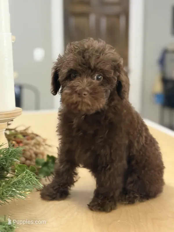 Snickers  – Poodle - Miniature  puppy on hold in Exeter, MO