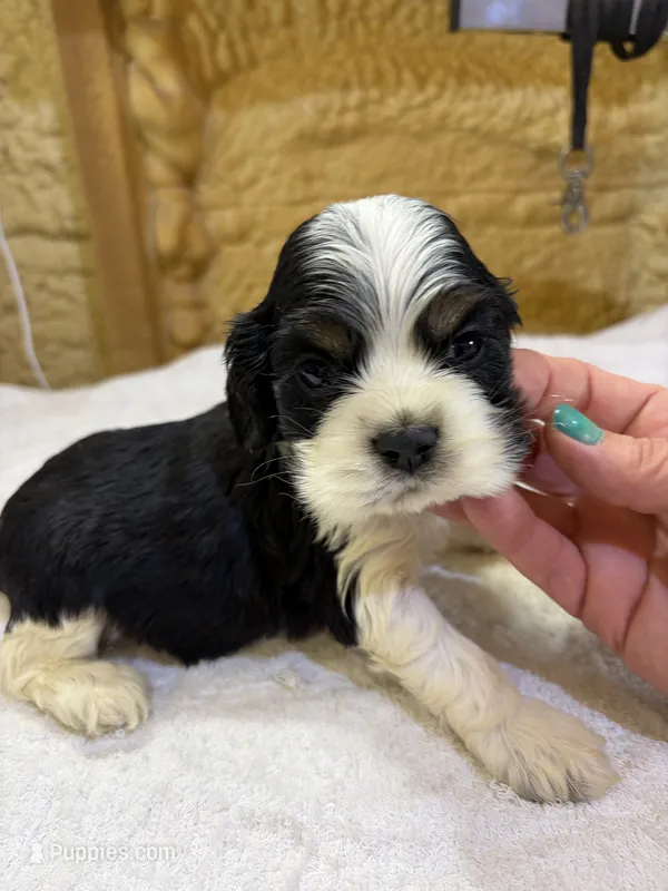 AKC TRI # 4847 – Cocker Spaniel puppy for sale in Exeter, MO