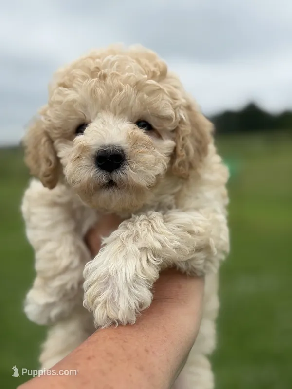 Silvys boy #1 – Poodle - Miniature  puppy on hold in Exeter, MO