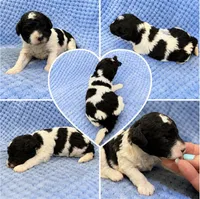 Silvys girl#1, a female Poodle - Miniature  for sale in Exeter, MO – 2 of 2