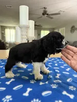 AKC parti Boy ❗️❗️# 4844❗️, a male Cocker Spaniel for sale in Exeter, MO – 5 of 10
