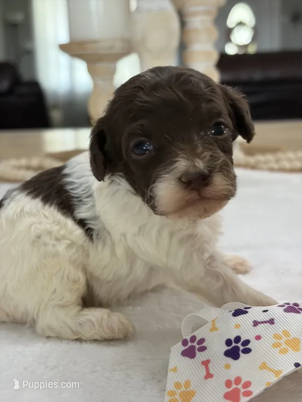 Kandys chocolate and white male – Poodle - Miniature  puppy for sale in Exeter, MO
