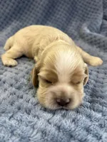 AKC Paul # 9400 Red Roan, a male Cocker Spaniel for sale in Exeter, MO – 3 of 10