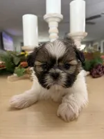 Charlie , a male Shih Tzu for sale in Exeter, MO – 3 of 9