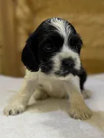 AKC PARTI # 4784, a female Cocker Spaniel for sale in Exeter, MO – 4 of 5