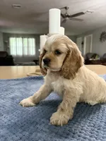 AKC Paul # 9400 Neutered❗️ , a male Cocker Spaniel for sale in Exeter, MO – 8 of 10