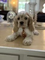 Toby, a male Cocker Spaniel for sale in Exeter, MO – 4 of 10