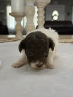 Kandys chocolate and white male, a male Poodle - Miniature  for sale in Exeter, MO – 6 of 8