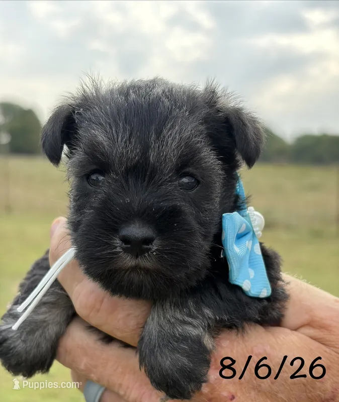 Mercy’s girl #2 AKC – Miniature Schnauzer puppy for sale in Exeter, MO