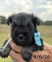 Mercy’s girl #2 AKC, a female Miniature Schnauzer for sale in Exeter, MO – 1 of 10