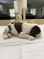 AKC Eva’s Boy, a male Cocker Spaniel for sale in Exeter, MO – 8 of 9