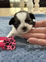 Lola’s Girl #1 - 4677 🎀🎀🎀, a female Shih Tzu for sale in Exeter, MO – 4 of 10