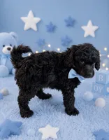 Silvys boy , a male Poodle - Miniature  for sale in Exeter, MO – 4 of 10
